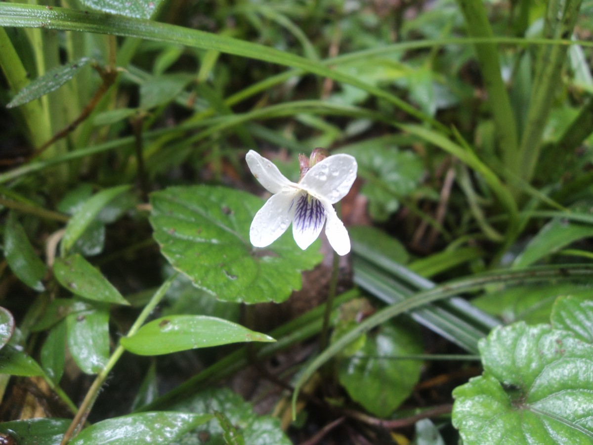 Viola pilosa Blume